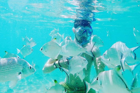Half Day Dolphin Kayaking And Snorkeling Tour - New South Wales Tourism  3