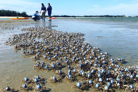 Half Day Dolphin Kayaking And Snorkeling Tour - New South Wales Tourism  10