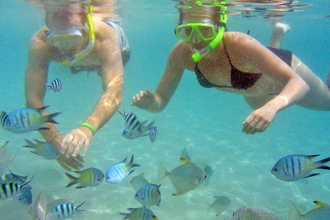 Half Day Dolphin Kayaking And Snorkeling Tour - New South Wales Tourism  4