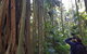 Small Group Gold Coast Mountain Tour: Springbrook National Park And Mt Tamborine - thumb 5