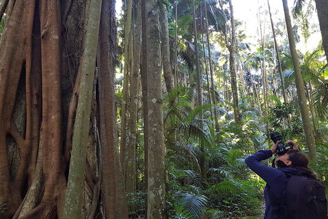 Small Group Gold Coast Mountain Tour: Springbrook National Park And Mt Tamborine - New South Wales Tourism  5