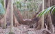 Small Group Gold Coast Mountain Tour: Springbrook National Park And Mt Tamborine - thumb 4