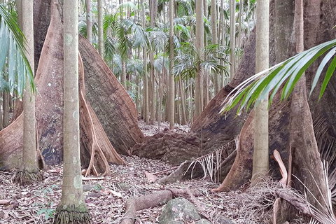 Small Group Gold Coast Mountain Tour: Springbrook National Park And Mt Tamborine - New South Wales Tourism  4