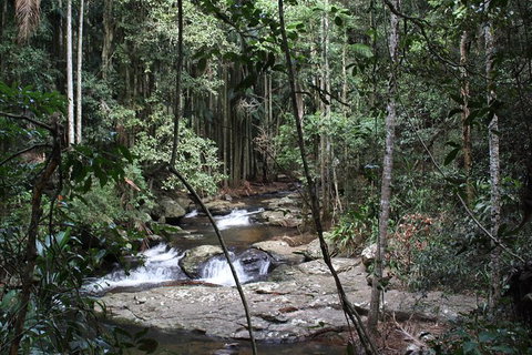 Small Group Gold Coast Mountain Tour: Springbrook National Park And Mt Tamborine - New South Wales Tourism  8