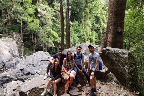 Small Group Gold Coast Mountain Tour: Springbrook National Park And Mt Tamborine - New South Wales Tourism  3