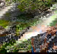 Small group Gold Coast Mountain Tour Springbrook National Park and Mt Tamborine - New South Wales Tourism 