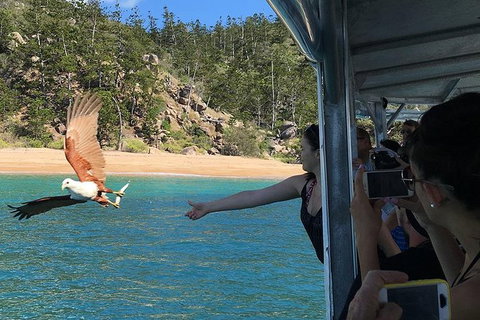 Aquascene Magnetic Island Discovery Tour - New South Wales Tourism  2