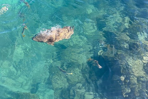 Aquascene Magnetic Island Discovery Tour - New South Wales Tourism  6