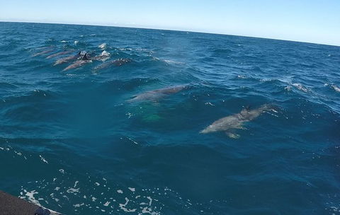 Noosa Wild Dolphin Safari - New South Wales Tourism  4
