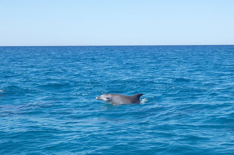 Noosa Wild Dolphin Safari - New South Wales Tourism  0