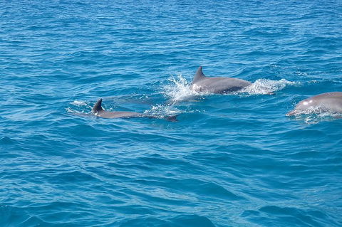 Noosa Wild Dolphin Safari - New South Wales Tourism  5