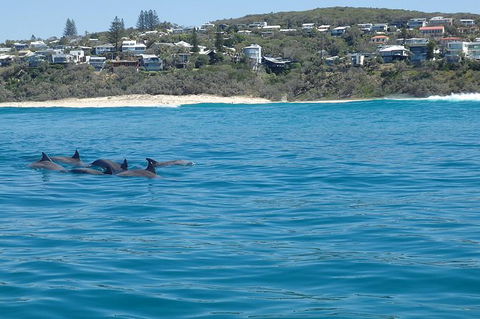 Noosa Wild Dolphin Safari - New South Wales Tourism  1
