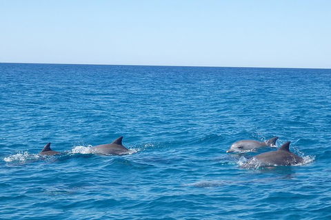 Noosa Wild Dolphin Safari - New South Wales Tourism  3