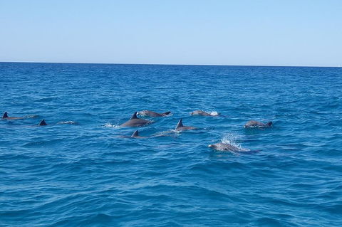 Noosa Wild Dolphin Safari - New South Wales Tourism  6