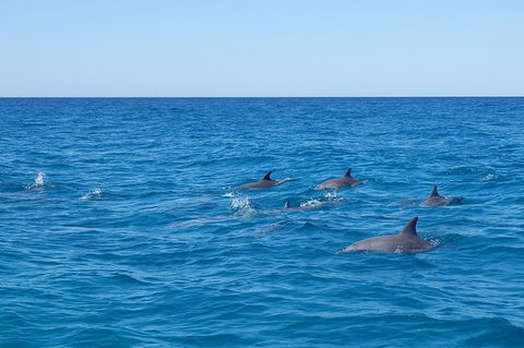 Noosa Wild Dolphin Safari - New South Wales Tourism  7
