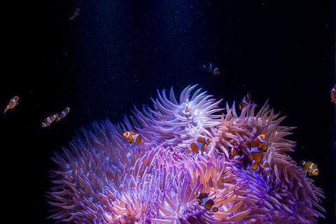 SEA LIFE Sunshine Coast Aquarium Entrance Ticket - New South Wales Tourism  1