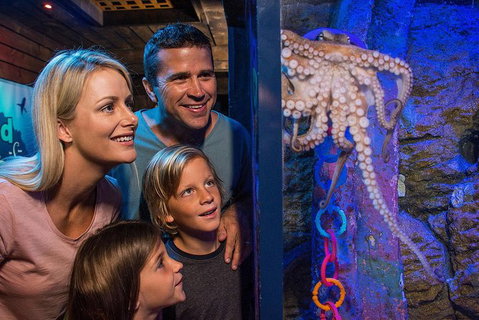 SEA LIFE Sunshine Coast Aquarium Entrance Ticket - New South Wales Tourism  5