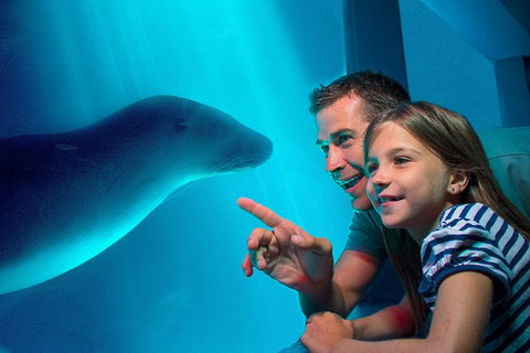 SEA LIFE Sunshine Coast Aquarium Entrance Ticket - New South Wales Tourism  0