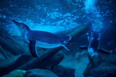 SEA LIFE Sunshine Coast Aquarium Entrance Ticket - New South Wales Tourism  2