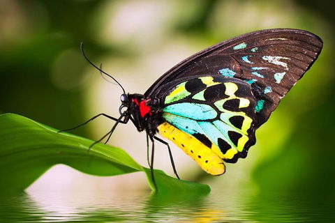 Australian Butterfly Sanctuary - New South Wales Tourism  0