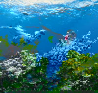 Full Day Snorkel In The Great Barrier Reef - New South Wales Tourism 