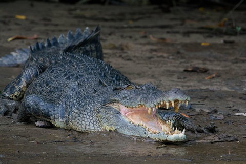 Daintree Afternoon Nocturnal Nature And Wildlife Tour - New South Wales Tourism  4