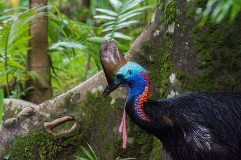 Daintree Afternoon Nocturnal Nature And Wildlife Tour - New South Wales Tourism  0