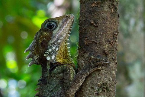 Daintree Afternoon Nocturnal Nature And Wildlife Tour - New South Wales Tourism  1