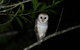 Daintree Afternoon Nocturnal Nature And Wildlife Tour - thumb 10