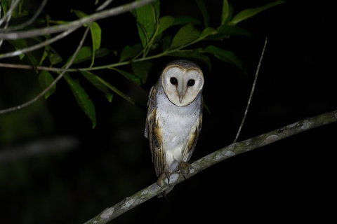 Daintree Afternoon Nocturnal Nature And Wildlife Tour - New South Wales Tourism  10