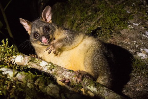 Daintree Afternoon Nocturnal Nature And Wildlife Tour - New South Wales Tourism  7