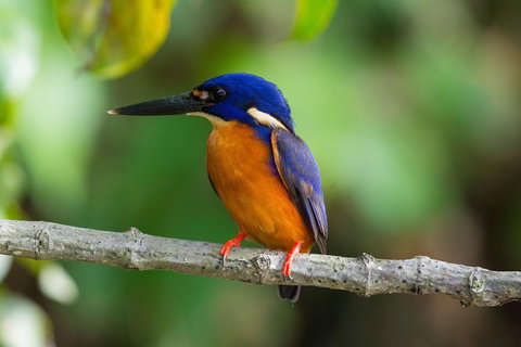 Daintree Afternoon Nocturnal Nature And Wildlife Tour - New South Wales Tourism  2