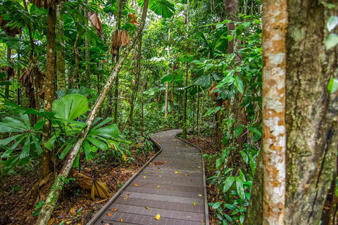 Daintree Afternoon Nocturnal Nature And Wildlife Tour - New South Wales Tourism  9