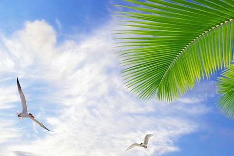 Airport Transfer - Mission Beach To Cairns Airport - New South Wales Tourism  4