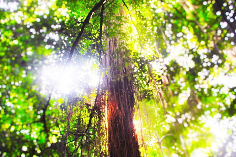 Airport Transfer - Mission Beach To Cairns Airport - New South Wales Tourism  1