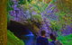 Natural Arch, Rainforest & Volcano Canyon - Private Half Day Tour - thumb 6