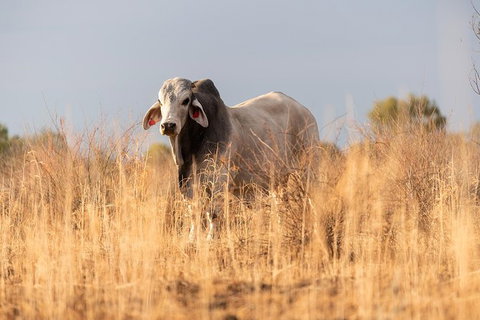 Nogo Station Experience - New South Wales Tourism  4