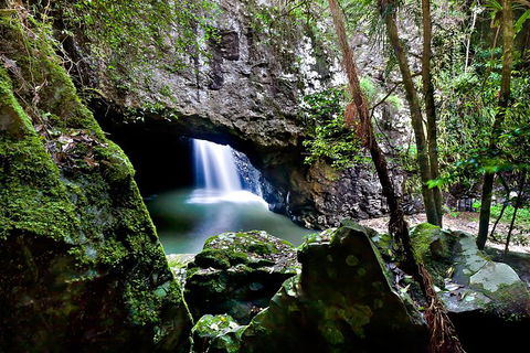 Natural Bridge, Springbrook & Gold Coast Tour - New South Wales Tourism  6