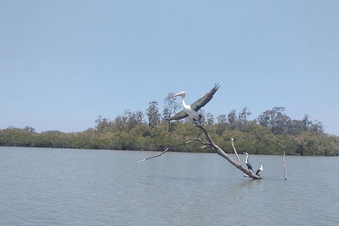 Noosa Hinterland Scenic Canoe Tour - New South Wales Tourism  5