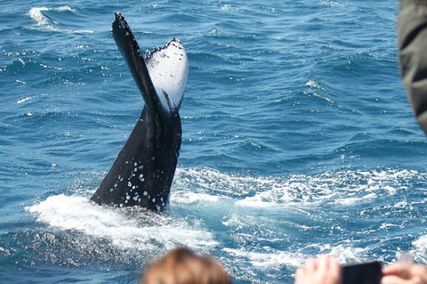 Half-Day Whale Watching In Urangan - New South Wales Tourism  2