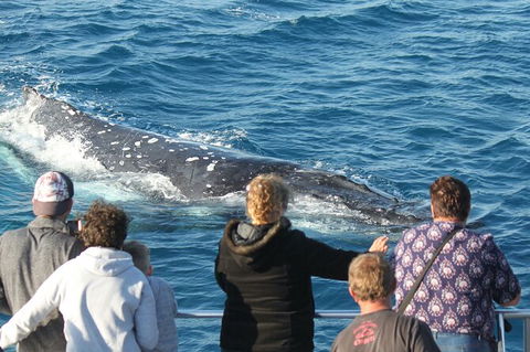 Half-Day Whale Watching In Urangan - New South Wales Tourism  5