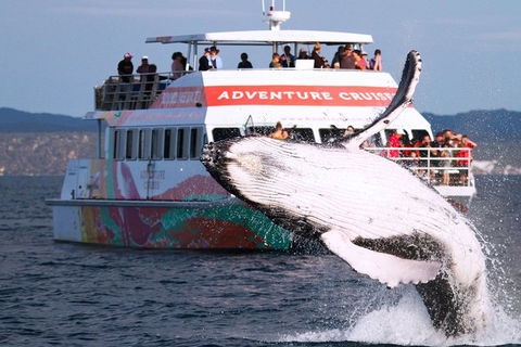 Half-Day Whale Watching In Urangan - New South Wales Tourism  0