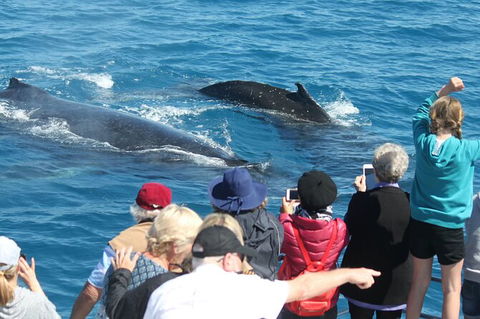 Half-Day Whale Watching In Urangan - New South Wales Tourism  4
