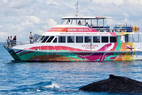 Half-Day Whale Watching In Urangan - New South Wales Tourism  1