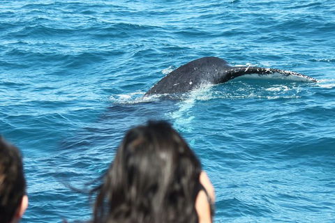 Half-Day Whale Watching In Urangan - New South Wales Tourism  7