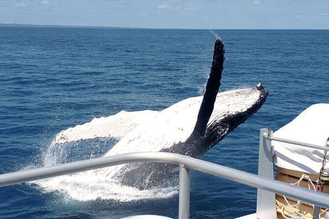 Half-Day Whale Watching In Urangan - New South Wales Tourism  3