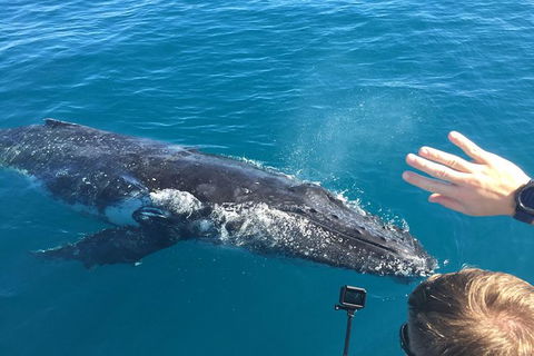 Half-Day Whale Watching In Urangan - New South Wales Tourism  6