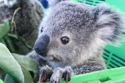 Nature By Night - New South Wales Tourism  4