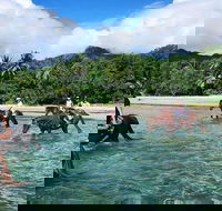 Afternoon Beach Horse Ride in Cape Tribulation - New South Wales Tourism 