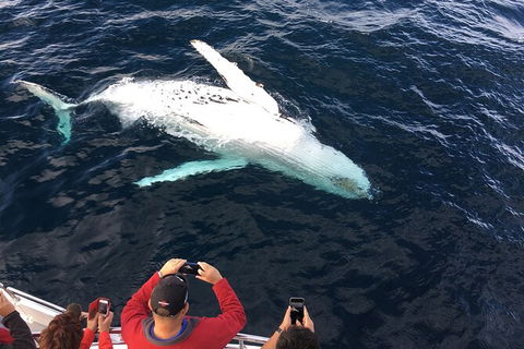 PRIVATE Whale Watching Tour - Up To 11 People In Your Group - New South Wales Tourism  1